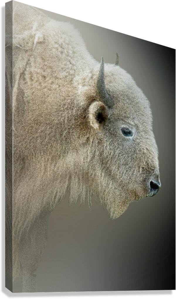 Blonde Bison Canvas Print