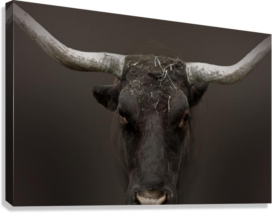 Olly Olly Canvas Print