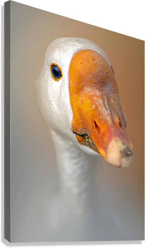 Nice Honker Canvas Print