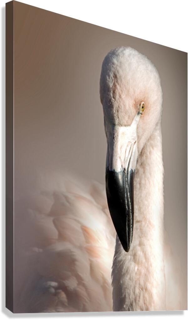 Perfectly Pretty Canvas Print