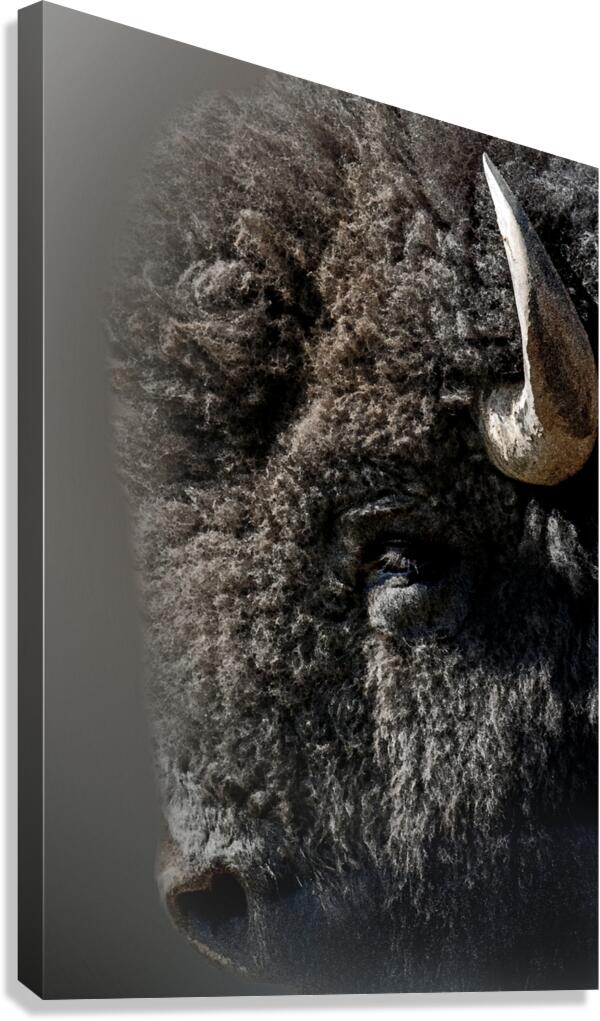 Close Encounter Canvas Print