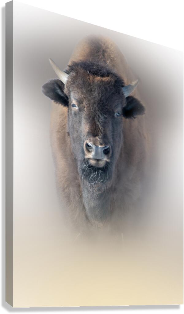 Too Early Canvas Print