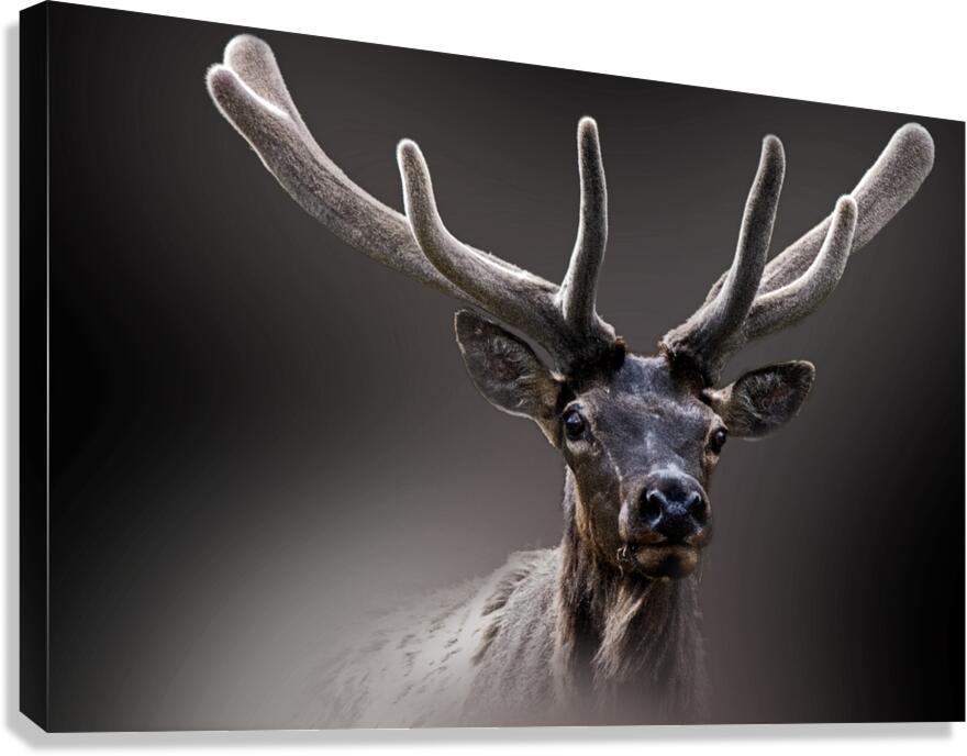 A New Crown Canvas Print