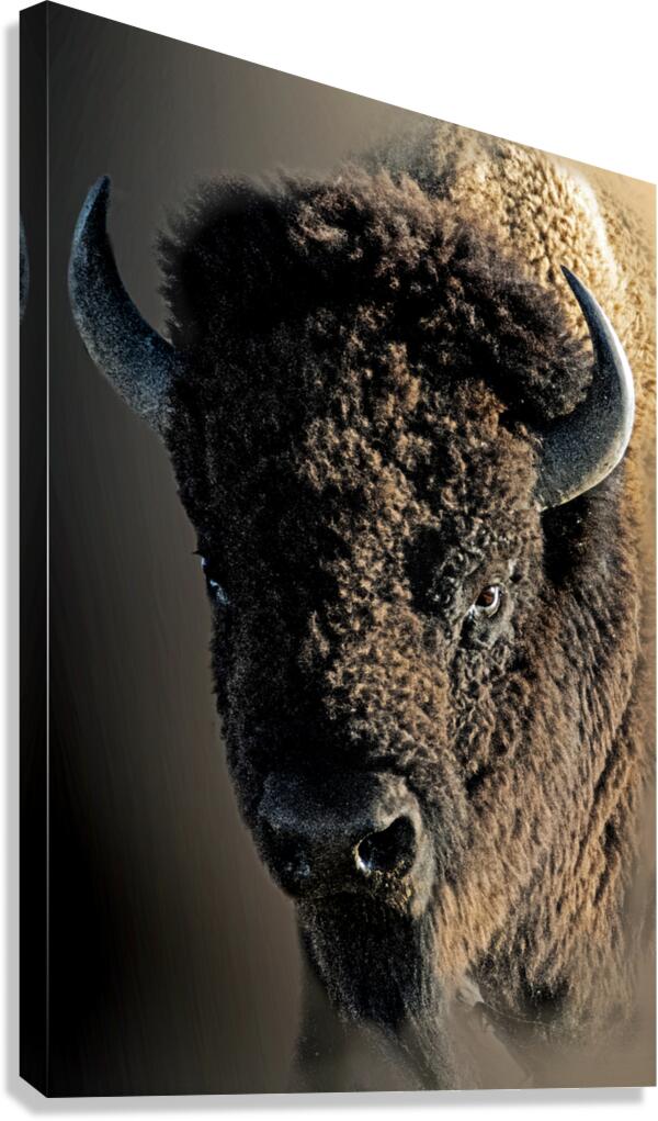 Boom Bull Canvas Print
