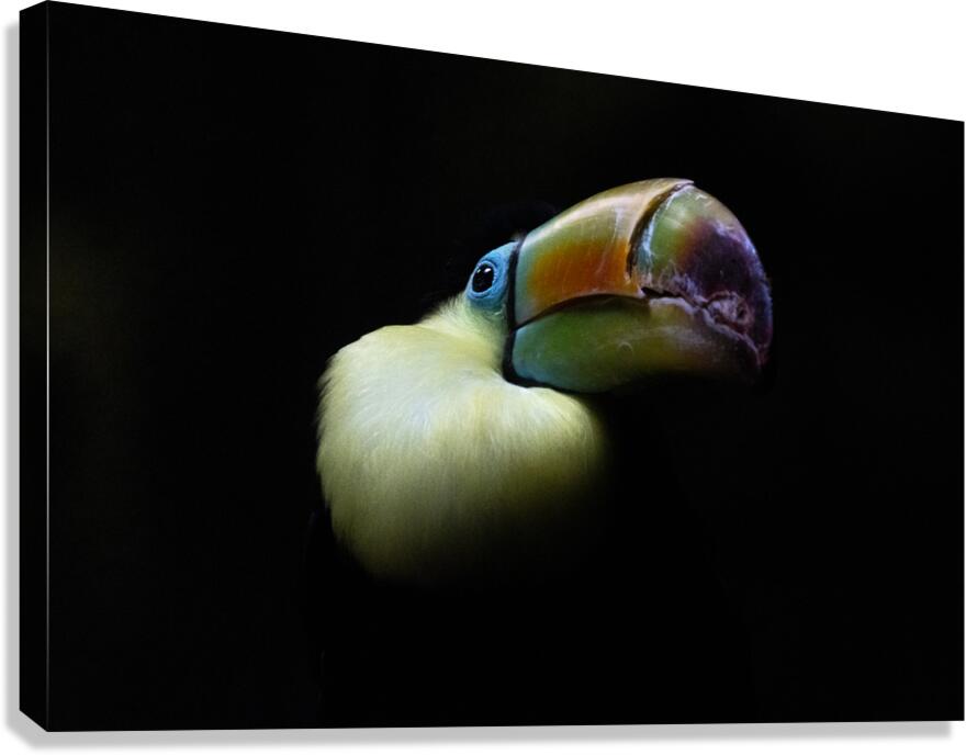 In the Light Canvas Print