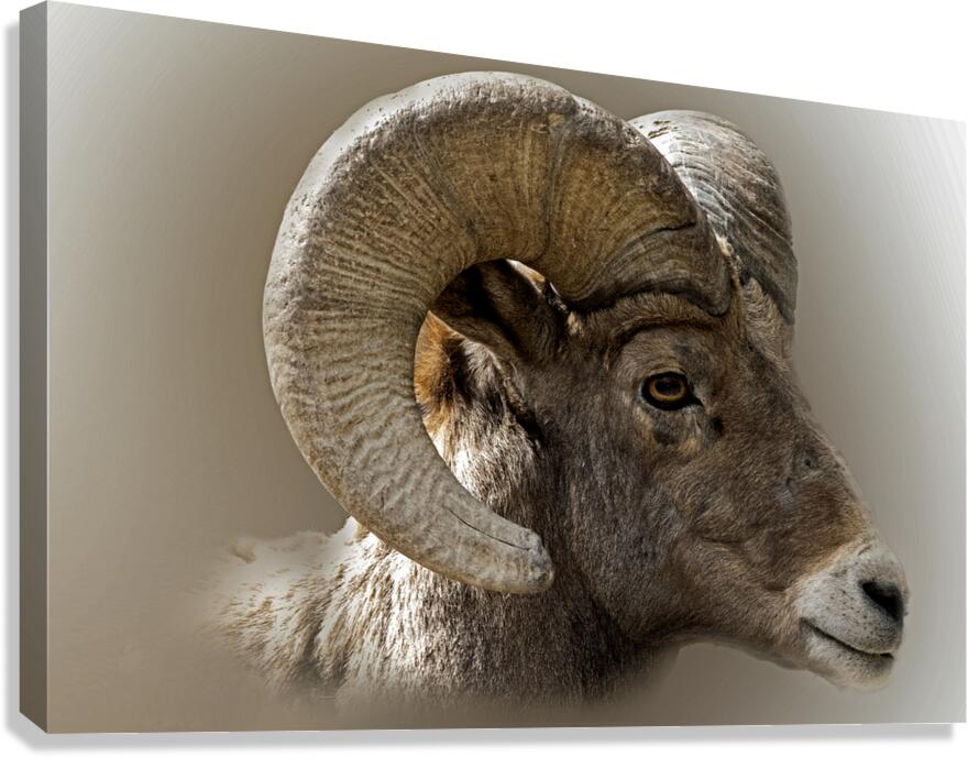 Hard Headed Canvas Print