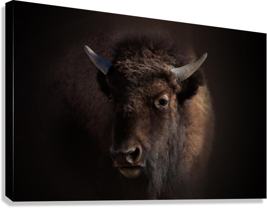 Finding Its Place Canvas Print