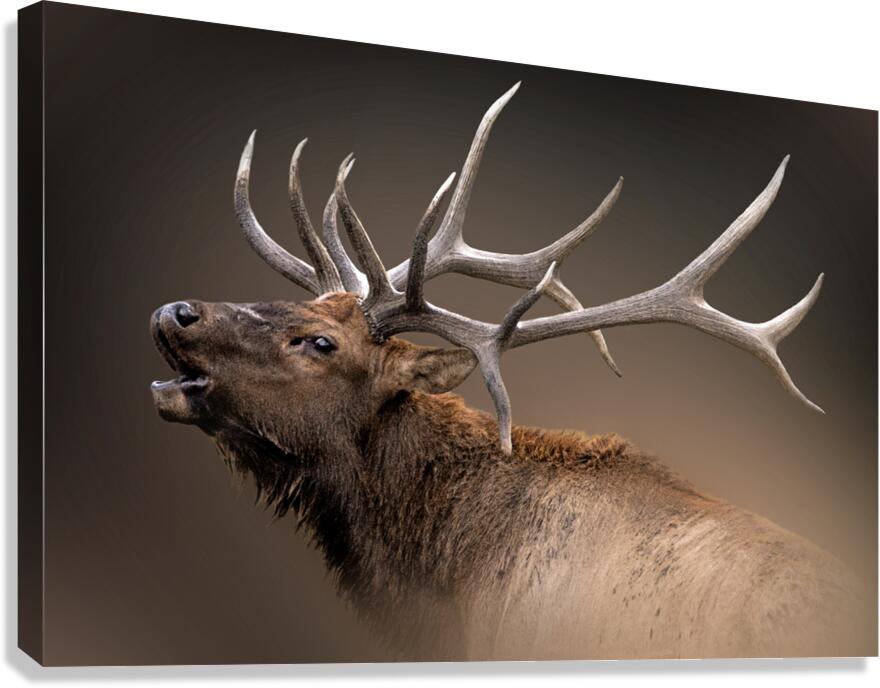 Shout Out Canvas Print