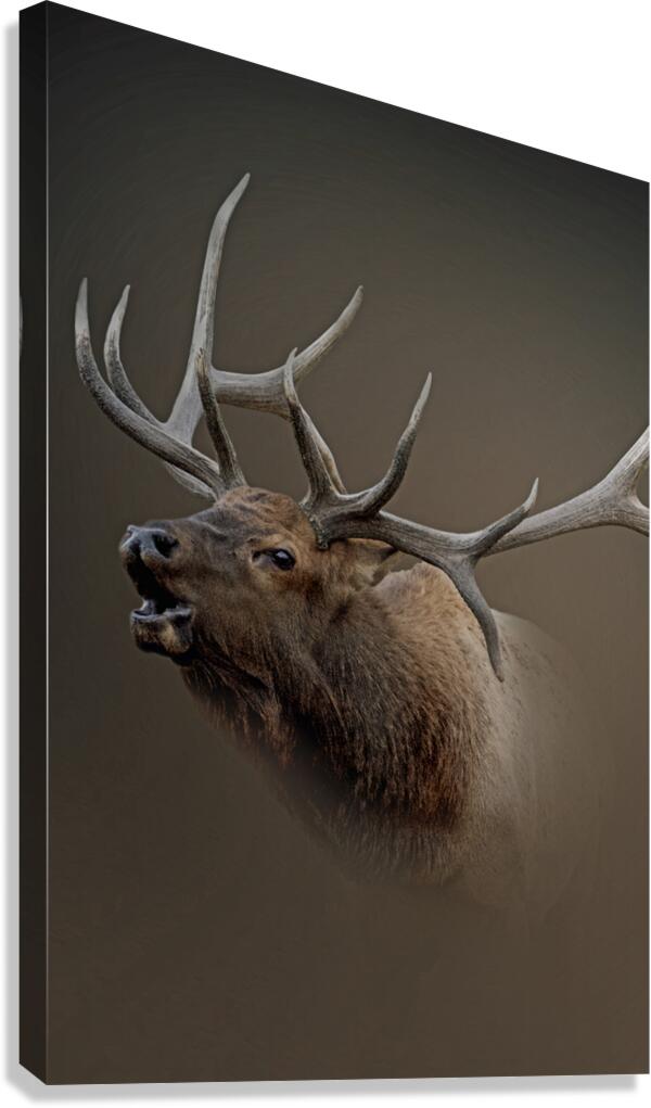 Triumphant Canvas Print