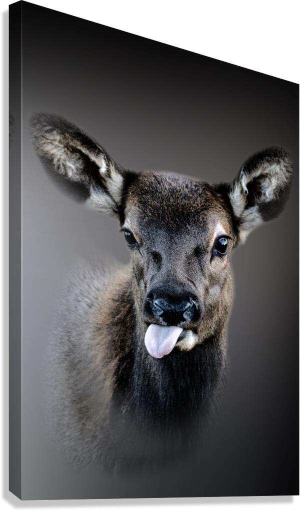 Sbpllllt Canvas Print