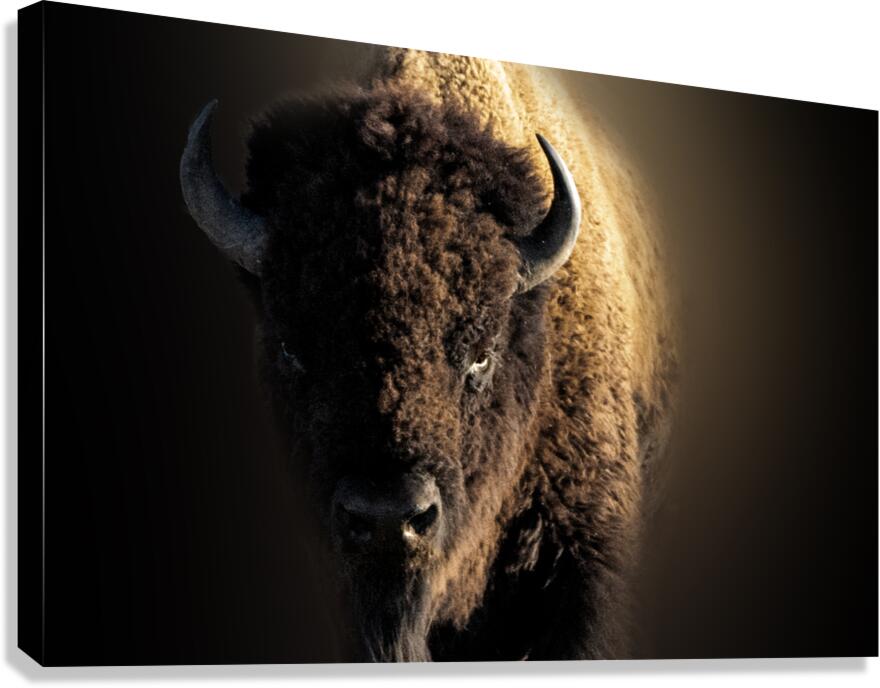 Wandering In Canvas Print