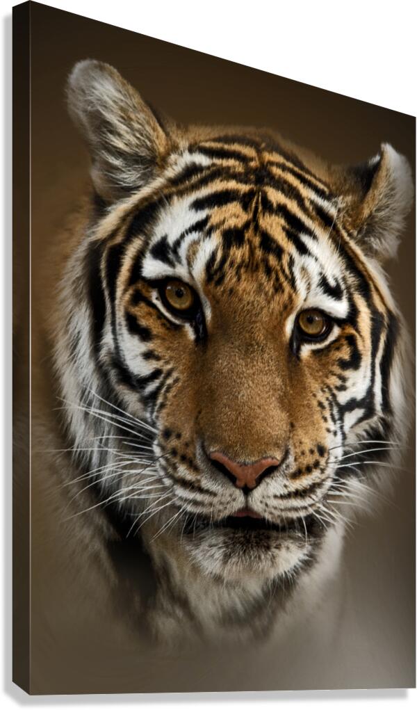 Tigress Canvas Print