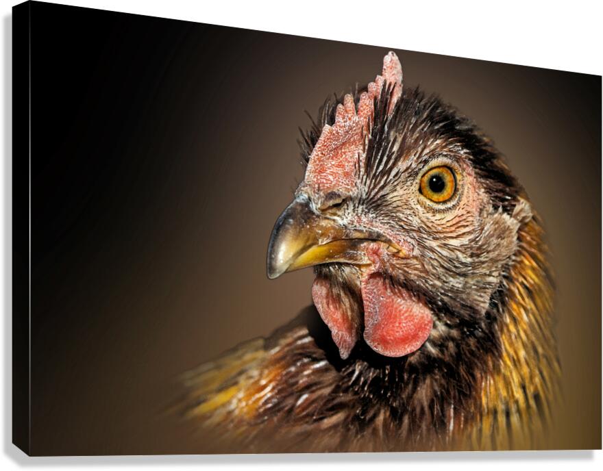 Cluck Cluck  Canvas Print