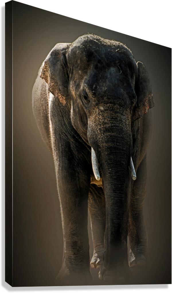 Gigantic Canvas Print