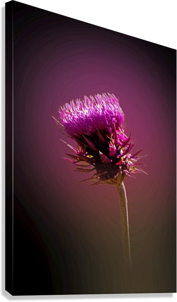 Thistle Do Canvas Print