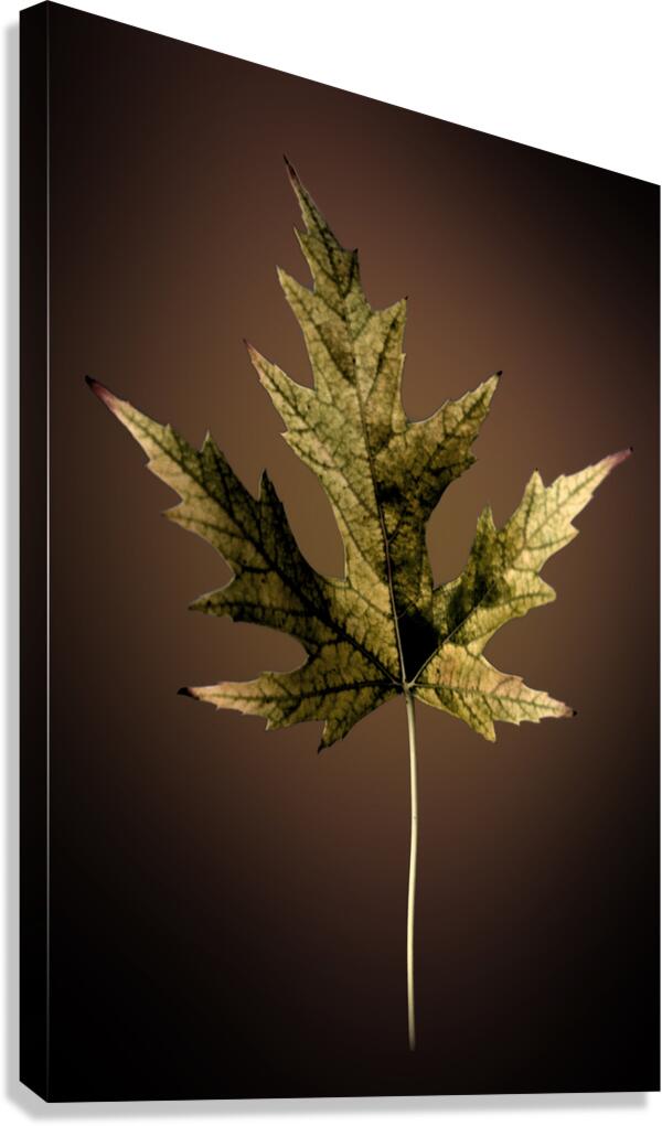 Leaf  Canvas Print