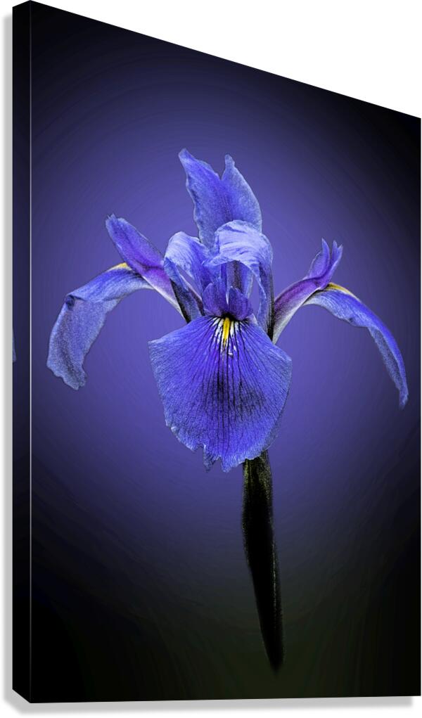 Iris Art Canvas Print