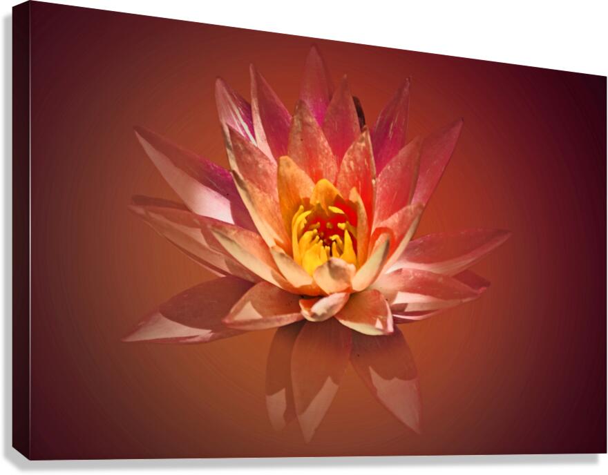 Spa Lily Canvas Print