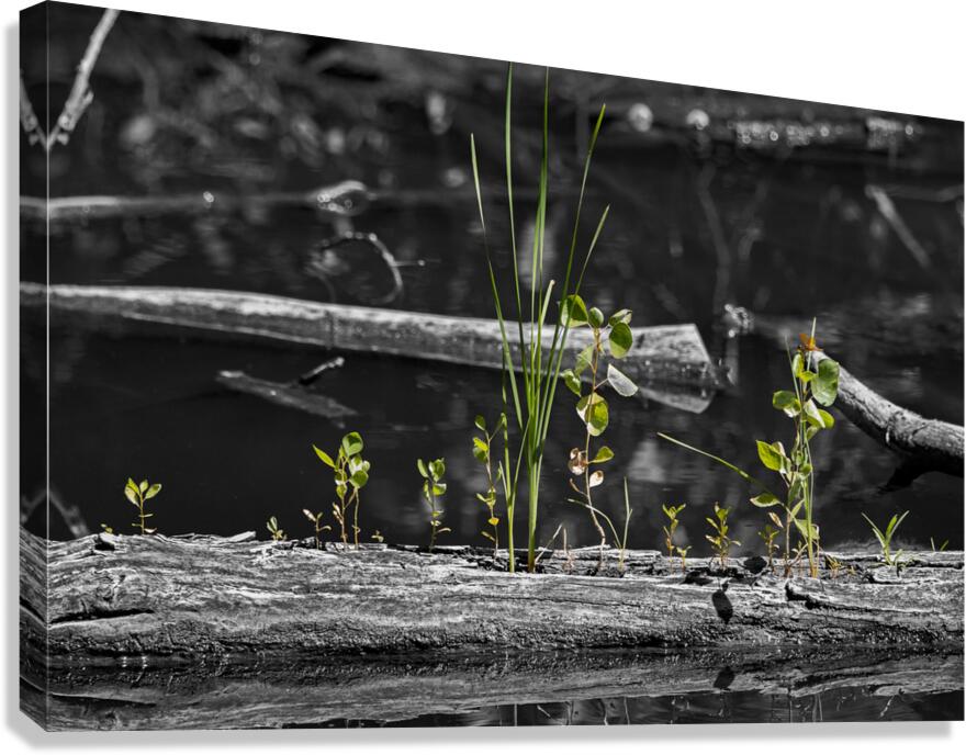 Life from the Decay Canvas Print