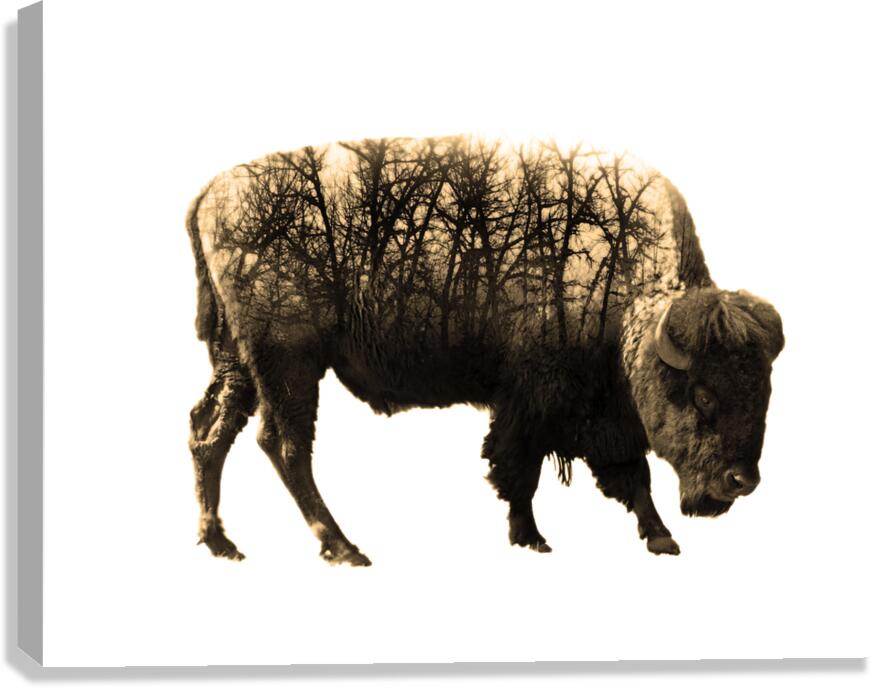 Brush Bison Canvas Print
