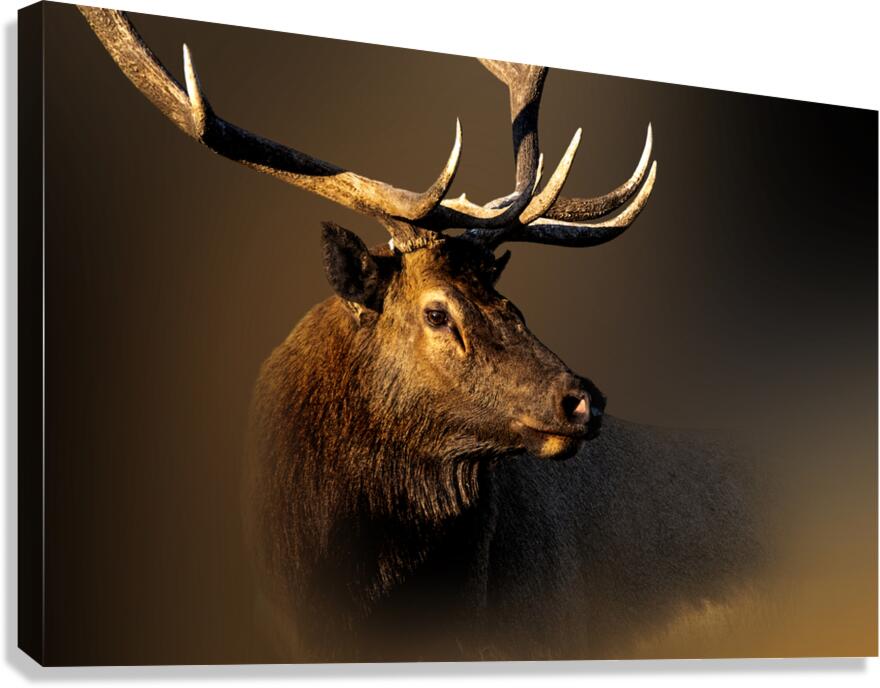 My Eyes Are Down Here Canvas Print