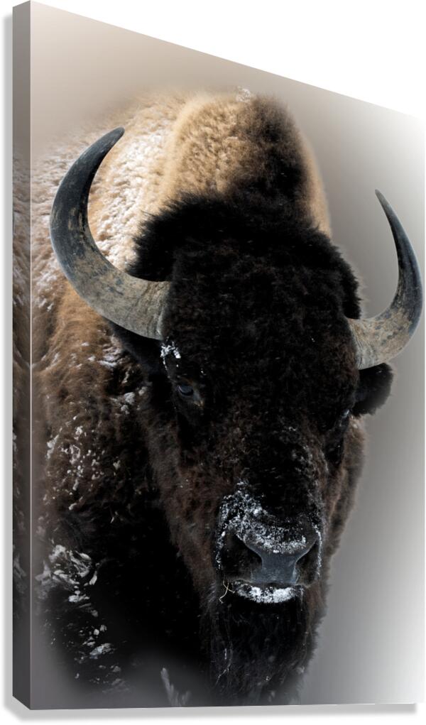 Warm Winter Coat  Canvas Print