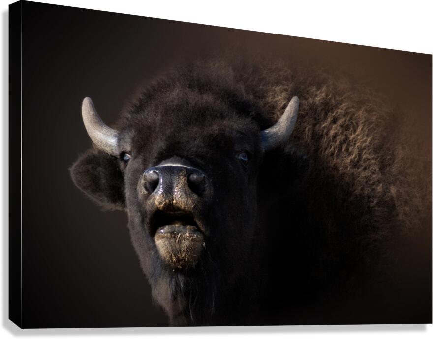 Bellowing Canvas Print