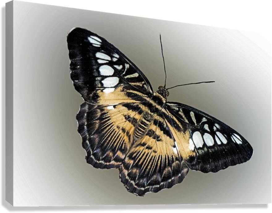 Clipper Art Canvas Print
