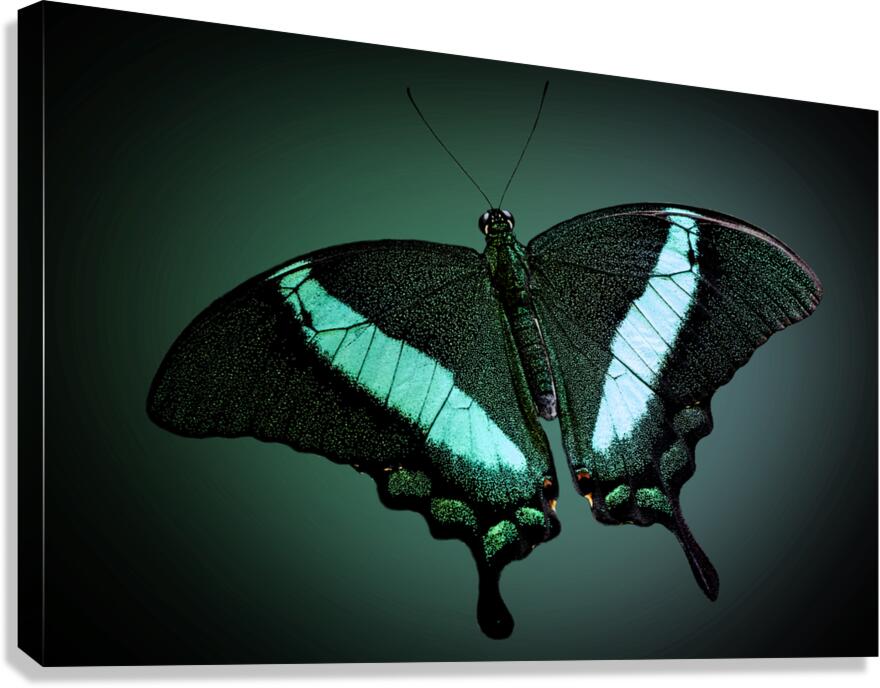 Emerald Beauty Canvas Print