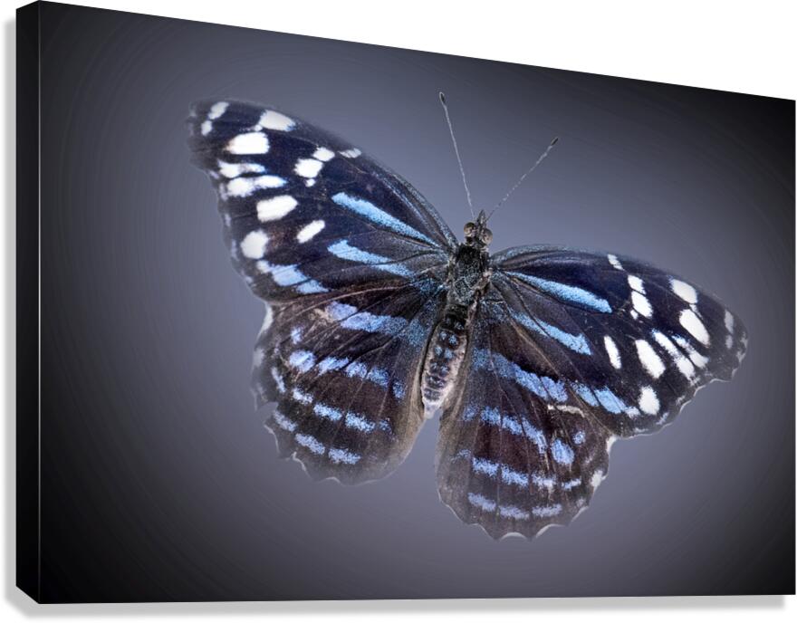 And Im Feeling Blue Canvas Print