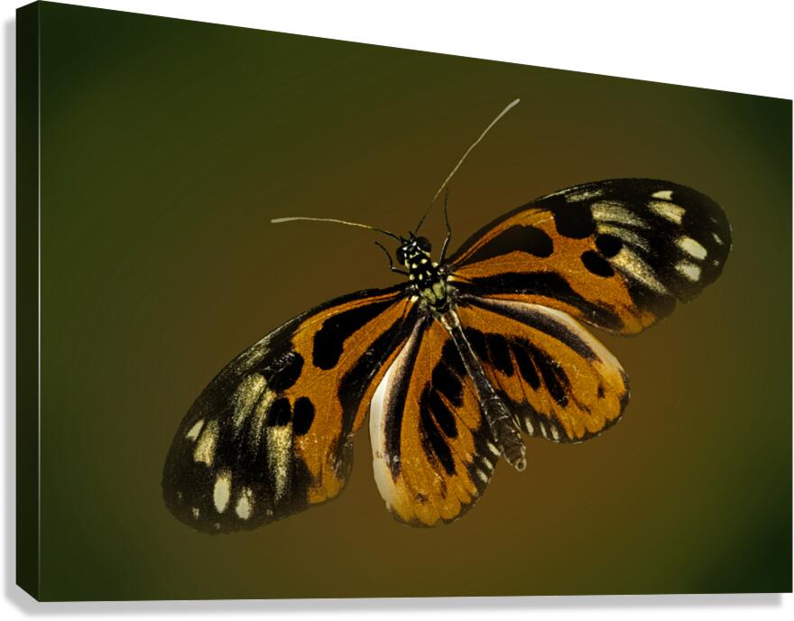 Tiger Wing Canvas Print