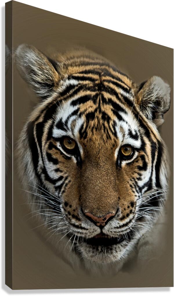 Fierce Canvas Print