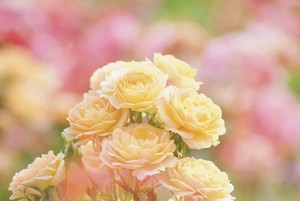 landscape_2_0973
