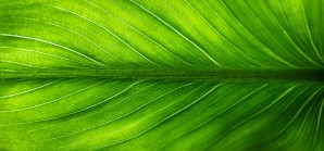 leaf