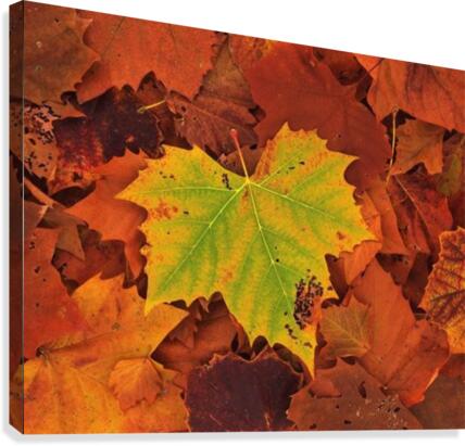 ST-Maple Canvas Print