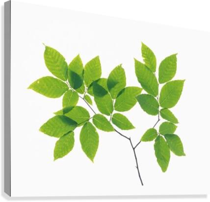 landscape_2_0707 Canvas Print