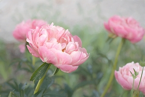 Floral Collection 1