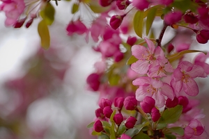 Floral Collection 2