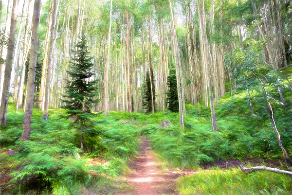 Colorado Landscapes 26 Print