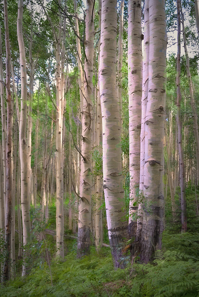 Colorado Landscapes 27 Print