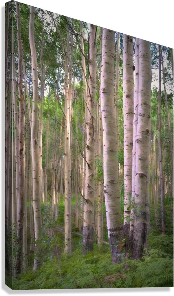 Colorado Landscapes 27 Canvas Print
