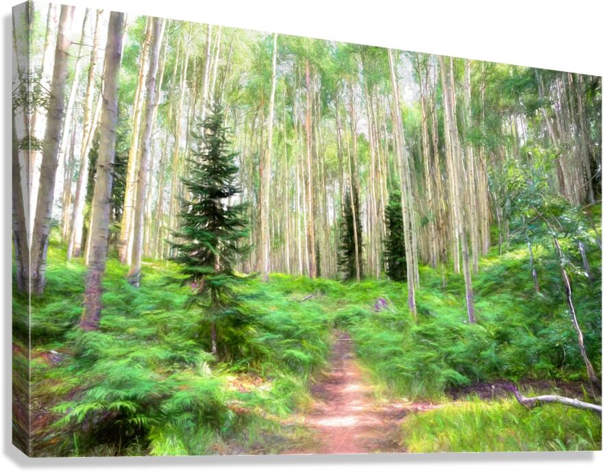 Colorado Landscapes 26 Canvas Print