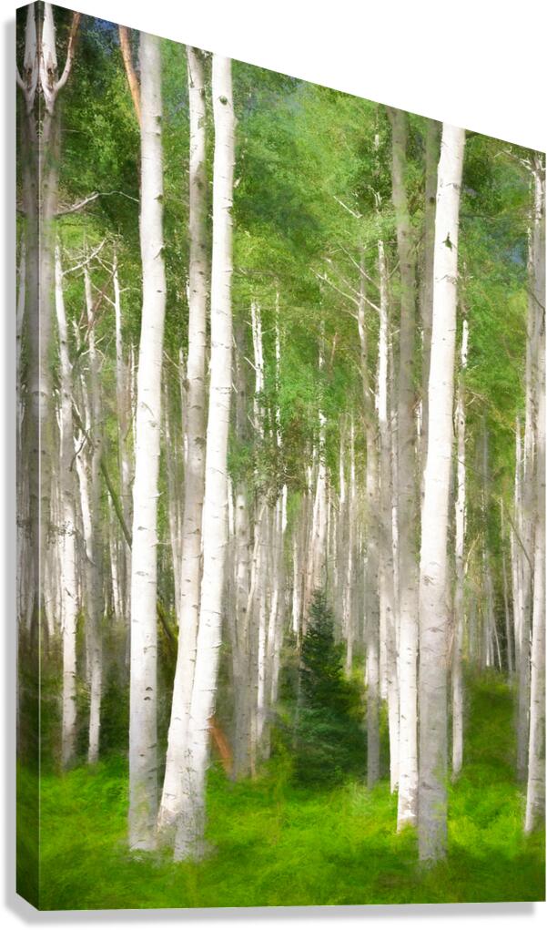 Colorado Landscapes 25 Canvas Print