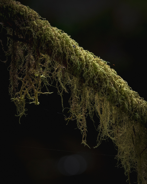 Moss Details by capturinginthewild