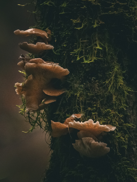 Fungi in the Forest by capturinginthewild