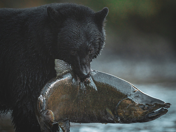 blackbearhugefish by capturinginthewild