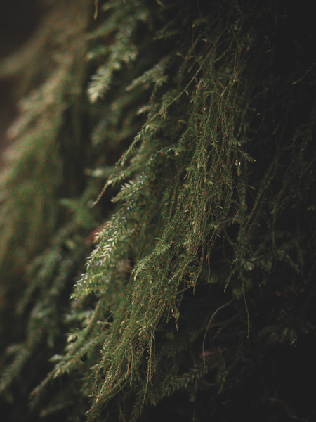 The Art of Noticing by capturinginthewild