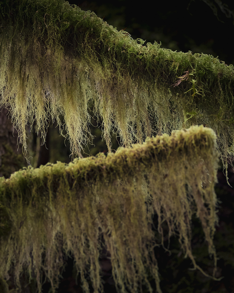 Mossy Branches by capturinginthewild