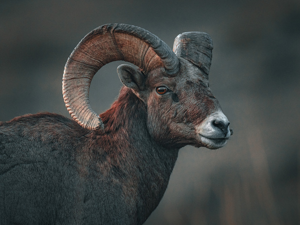 Big horn sheep in BC by capturinginthewild