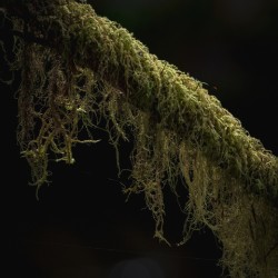 Moss Details